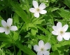 Show product details for Anemone canadensis